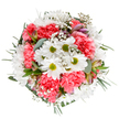 This bouquet, a genuine expression of Hampton's floral elegance, radiates the vivacity of fresh-cut local flowers beautifully arranged for everyday joy and celebration. A circle of white daisies beams from the center, their lime-green cores offering lively contrast, while feathery clouds of gypsophila float between ruffled coral-pink carnations, providing both depth and a soft, billowy texture. Slender alstroemeria buds, tinged with soft purple and blush, peek beneath the plush blossoms, suggesting the promise of continued bloom. The bouquet is cradled in silvery eucalyptus leaves and deep green foliage, framing the lively hues with understated elegance. Presented against a pristine white background, each stem and petal shines, reminiscent of sunlit mornings along Hampton Hill. Overflowing with optimism and crafted with care by a skilled Hampton florist, this arrangement is ideal for birthdays, thank-yous, or simply for adding a dash of colour and happiness to homes across the local area with reliable same-day delivery.