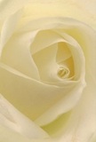 Immersed in the soft embrace of a white rose's heart, the scene speaks to the understated elegance so loved in Hampton. The creamy, spiraled petals create a sense of invitation-each whisper-light to the touch, as though kissed by the gentle mists from the Thames nearby. Soft shadows trace the inner folds, while the delicate, almost glowing edges recall the subtle illumination of a new morning along Hampton Hill. Every detail radiates peaceful intent, making this rose a fitting choice for times of reflection, expressing admiration, or celebrating new beginnings. The composition highlights the artistry and experience of Hampton's seasoned florists, who choose each bloom with care reflective of the village's warm, welcoming community. There is an imagined trace of sweet fragrance in the air, a reminder that even the simplest gestures, rendered with expert hands, hold profound comfort and hope in Hampton's local floral tradition.